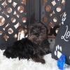 Mickey-Yorkiepoo Puppy