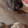 Silver Holland lop