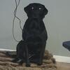 Black lab for stud