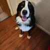 Stud service for AKC registered Bernese Mountain Dog
