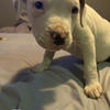 9 week old pit bulls