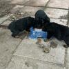Rottweiler puppies 