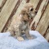 AKC Cocker Spaniel Puppies