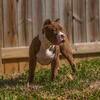 American Bully male pup! Muscles and all ! 