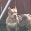 Merle male American Bully