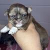 *on hold *CKC chocolate dobie female shih tzu 