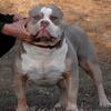 Lilac Tri American Bully 