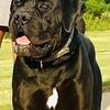 Boerboel South African mastiff puppies for sale