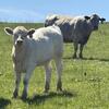 White Angus Hefer Calfs