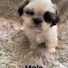 $800 Shih tzu