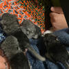 Baby chinchillas 