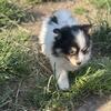 pomsky pom mix puppies