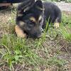 German Sheppard Puppies For Sale !!!! (Augusta, Statesboro, Swainsboro, Waynesboro Georgia Area)