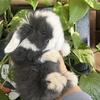 Holland lop bunnies