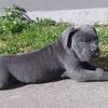 Cane corso Puppies For Sale IMPORT LINE7300930479