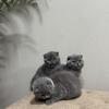 Scottish Fold Kittens