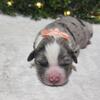 Miniature Australian Shepherd Puppies For Sale 