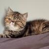 Exotic shorthair Persian 13 weeks Spayed 