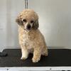 AKC Toy Poodle Female