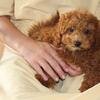 Mini Poodle Arizona Female
