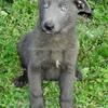 AKC German Shepherd Male Puppy **BLUE**