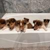 Rough Collie pups