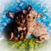 Gorgeous Teacup Chihuahua puppies