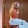 High Red Pineapple Female Green Cheek Conure