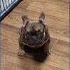 AKC Female French Bulldog
