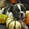 French Bulldog Puppies Jacksonville 