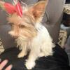 Chocolate Parti Yorkie female $1250
