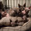 Sphynx kittens!