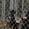2 MALE German rotti pups available 