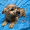 Full-Blooded Cairn Terrier Pups born 10/09/25