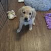 Female Golden Retriever Puppy