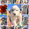 Livestock Guard dog puppies