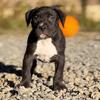 Black XL American Bully Puppy