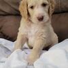 F1B Goldendoodle