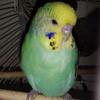 English parakeet 