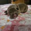 ABKC AMERICAN BULLY PUPPIES 