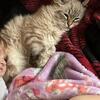 Siberian kitten