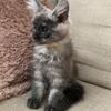 Maine coon girl 