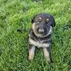 German Shepherds puppie