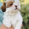 Shih Tzu Puppies