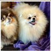 Pomeranian puppies akc 