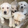 AKC Males/Females Lab Puppies