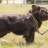 AKC Fluffy Male For Stud