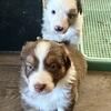 Australian Shepherd X Pups Available 