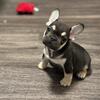 French Bulldog puppies