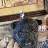 CKC Scottish Terrier pups